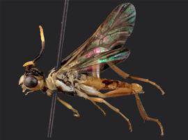   Taxonus terminalisnbsp; male lateral habitus; photo by J. Orr, WSDA 
