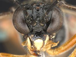   Tenthredo xanthanbsp; female face; photo by Q. Baine, WSDA 
