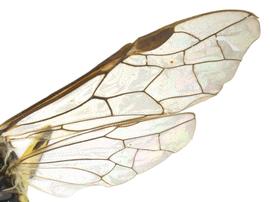   Tenthredo sp.nbsp; male wings; photo by P. Jones, WSDA 
