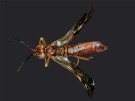   Tenthredo xanthanbsp; female dorsal habitus; photo by J. Orr, WSDA 
