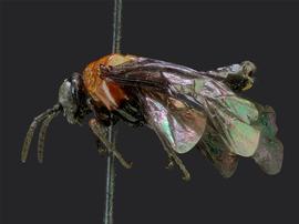   Tethidanbsp;bardanbsp; female lateral habitus; photo by J. Orr, WSDA 
