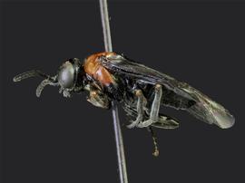   Tethidanbsp;bardanbsp; male lateral habitus; photo by J. Orr, WSDA 
