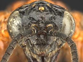   Tethidanbsp;bardanbsp; male face; photo by Q. Baine, WSDA 
