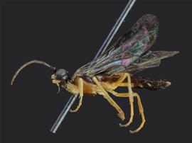   Thrinax dubitatanbsp; male lateral habitus; photo by J. Orr, WSDA 
