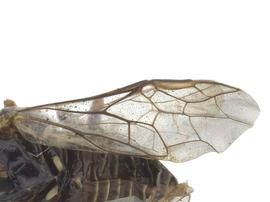   Tomostethus multicinctusnbsp; fore wing; photo by J. Orr, WSDA 
