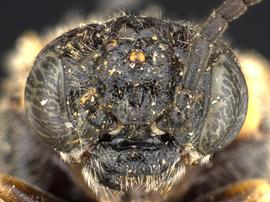   Tomostethus multicinctusnbsp; female face; photo by Q. Baine, WSDA 
