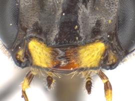   Trachelus tabidus  clypeus; photo by J. Orr, WSDA 
