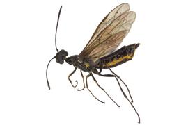   Trachelus tabidus  female lateral habitus; photo by J. Orr, WSDA 
