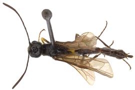   Trachelus tabidus  female dorsal habitus; photo by J. Orr, WSDA 
