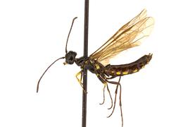   Trachelus tabidus  male lateral habitus; photo by J. Orr, WSDA 
