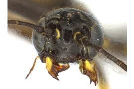   Trachelus tabidus  male face; photo by J. Orr, WSDA 
