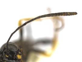  Trachelus tabidus  antenna; photo by J. Orr, WSDA 
