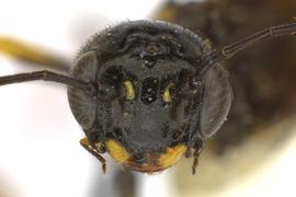   Trachelus tabidus  female face; photo by J. Orr, WSDA 
