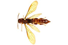   Tremex columba  male dorsal habitus; photo by J. Orr, WSDA 
