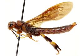   Tremex columba nbsp;male lateral habitus; photo by J. Orr, WSDA 
