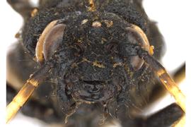   Urocerus albicornis  female face; photo by Q. Baine, WSDA 
