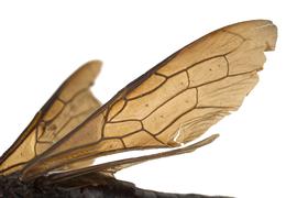   Urocerus albicornis  fore wing; photo by Q. Baine, WSDA 

