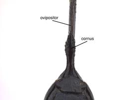   Urocerus albicornis  female cornus; photo by J. Orr, WSDA 
