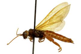   Urocerus californicus  male lateral habitus; photo by J. Orr, WSDA 
