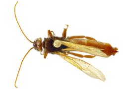   Urocerus californicus  male dorsal habitus; photo by J. Orr, WSDA 
