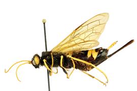   Urocerus flavicornis nbsp;female lateral habitus; photo by J. Orr, WSDA 
