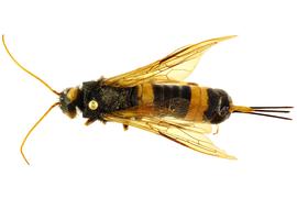   Urocerus flavicornis  female dorsal habitus; photo by J. Orr, WSDA 
