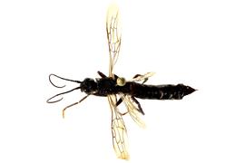   Xeris  sp. male dorsal habitus; photo by J. Orr, WSDA 
