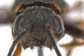   Xeris  sp. male face; photo by Q. Baine, WSDA 
