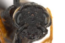   Xeris caudatus  female face; photo by Q. Baine, WSDA 
