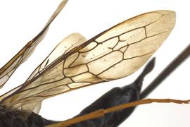   Xeris caudatus  fore wing; photo by J. Orr, WSDA 
