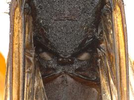   Xeris caudatus  cenchri; photo by Q. Baine, WSDA 
