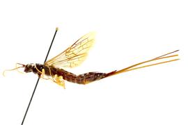   Xeris indecisus  female lateral habitus; photo by J. Orr, WSDA 
