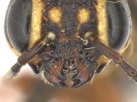   Xiphydria mellipes  male mandibles; photo by J. Orr, WSDA 
