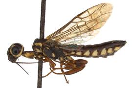   Xiphydria mellipes nbsp;male lateral habitus; photo by J. Orr, WSDA 

