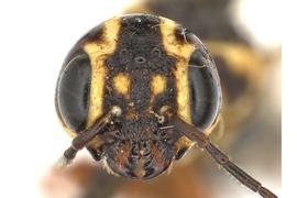   Xiphydria mellipes  male face; photo by J. Orr, WSDA 
