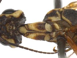   Xiphydria mellipes  male ventral propleuron; photo by J. Orr, WSDA 
