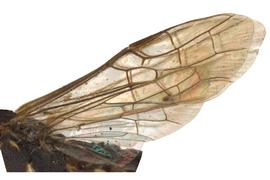   Xiphydria mellipes  fore wing; photo by J. Orr, WSDA 
