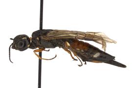   Xiphydria prolongata nbsp;female lateral habitus; photo by J. Orr, WSDA 
