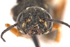   Xiphydria prolongata  female face; photo by J. Orr, WSDA 
