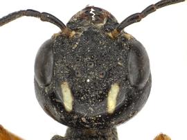   Xiphydria prolongata  female head; photo by Q. Baine, WSDA 
