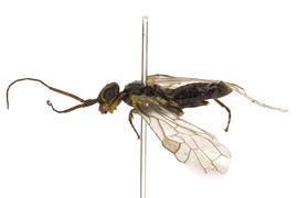   Xyela bakeri  male lateral habitus; photo by J. Orr, WSDA 
