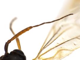   Xyela bakeri  male antenna; photo by J. Orr, WSDA 
