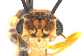   Xyelecia nearctica  female face; photo by J. Orr, WSDA 
