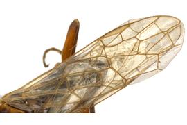   Xyelecia nearctica  fore wing; photo by J. Orr, WSDA 
