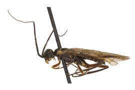   Xyelecia nearctica  male lateral habitus; photo by J. Orr, WSDA 
