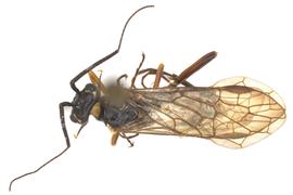   Xyelecia nearctica  male dorsal habitus; photo by J. Orr, WSDA 
