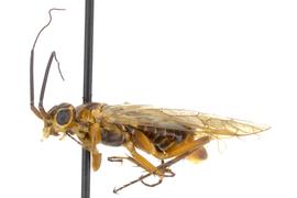   Xyelecia nearctica  female lateral habitus; photo by J. Orr, WSDA 
