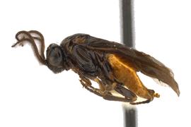   Zynzus bicolor nbsp;male lateral habitus; photo by J. Orr, WSDA 
