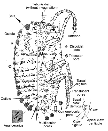 Putapete Insect Putoidae | Scale Insects