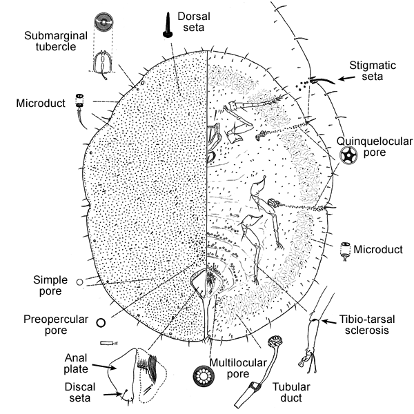 Saissetia oleae (Olivier) | Scale Insects